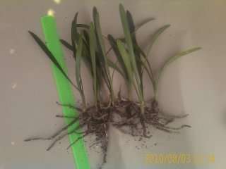 bargain yellow clivia seedlings